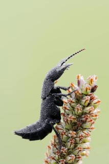 Devil's coach-horse beetle (Ocypus olens) in defence posture, North Rhine-Westphalia, Germany