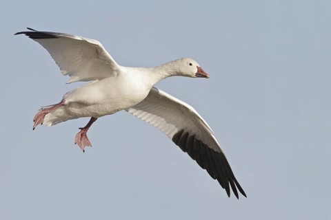 Snow Goose (Anser caerulescens), New Mexico, USA