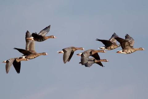 Greater White-fronted Goose (Anser albifrons) group flying, North Rhine-Westphalia, Germany