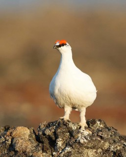 Rock Ptarmigan (Lagopus muta) male, Myvatn, Iceland