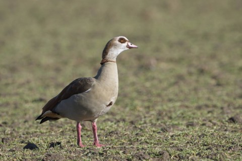 Egyptian goose (Alopochen aegyptiaca), adult bird, Wesel, Lower Rhine, North Rhine-Westphalia,