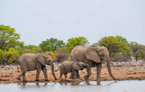 Herd of animals, animal family with young, African elephant (Loxodonta africana) drinking at a