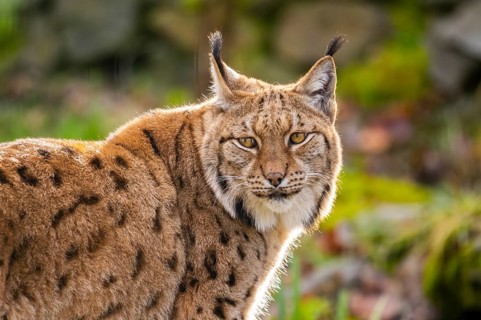 Eurasian lynx (Lynx lynx), in a forest, captive, Bavaria, Germany