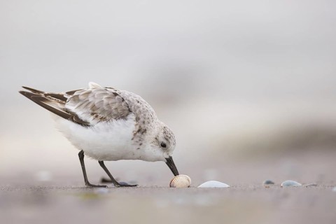 Sanderling (Calidris alba) foraging, Mecklenburg-Western Pomerania, Germany