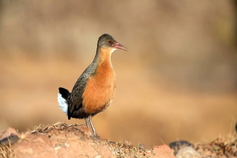 Rouget's Rail (Rougetius rougetii), Bale Mountains National Park, Ethiopia