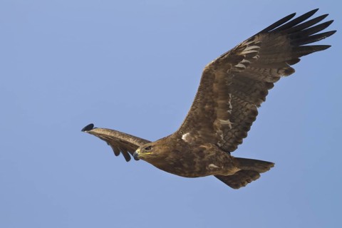 Steppe Eagle (Aquila nipalensis) flying, Oman