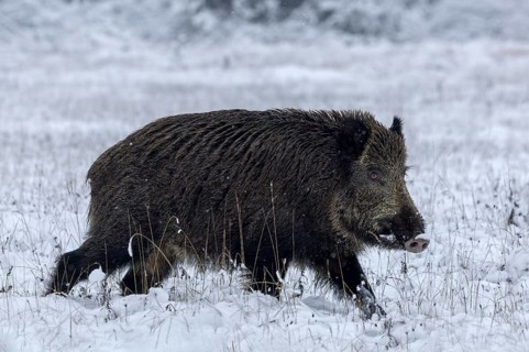 Something catches the attention of the wild boar (Sus scrofa) for a brief moment, early winter,