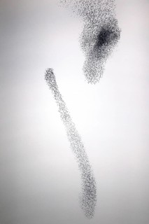 Common Starling (Sturnus vulgaris) huge flock flying in formation, Rhineland-Palatinate, Germany