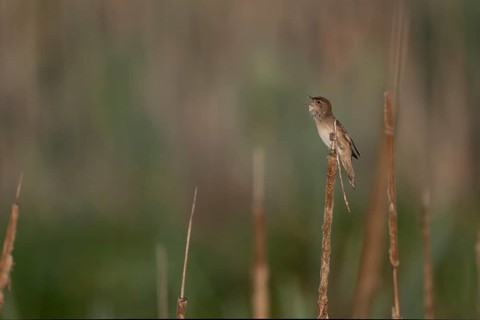 Reed warbler (Locustella luscinioides), Wittlich, RLP, Germany