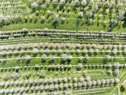 Spring near Sasbach in the Achertal in the Ortenau district. Orchards in bloom.Sasbach,