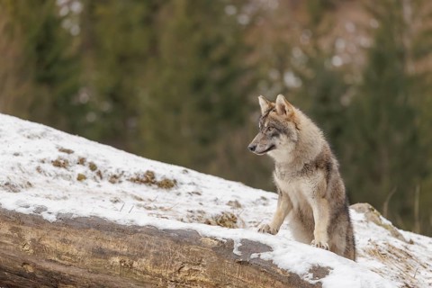 A young grey wolf (Canis lupus lupus) stands with his front paws on a snow-covered, fallen tree