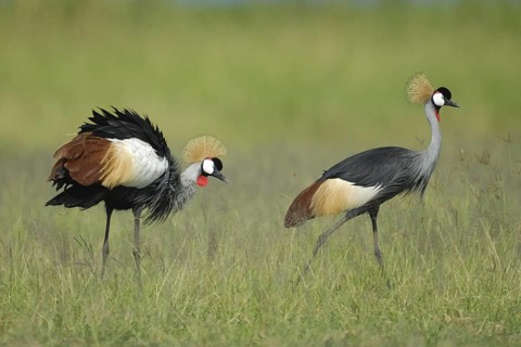 Grey Crowned Crane (Balearica regulorum) foraging, Uganda
