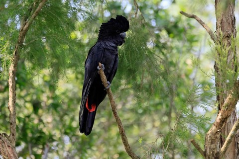 Red-tailed Cockatoo (Calyptorhynchus banksii), Banks' Cockatoo, adult, male, perch, alert,