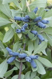 Blue honeyberry (Lonicera cärulea 'Morena'), BS Sämann, Germany