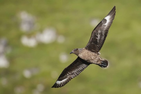 Great Skua (Stercorarius skua) flying, Norway
