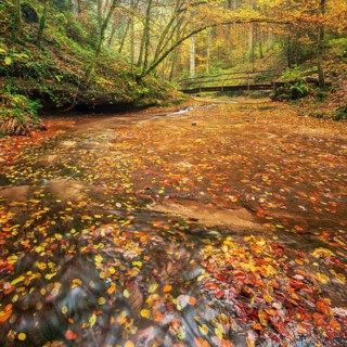 Wooden bridge of a hiking trail on Strümpfelbach, colorful autumn leaves in the water,