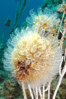 Translucent Sea squirt (Clavelina Dellavallei)