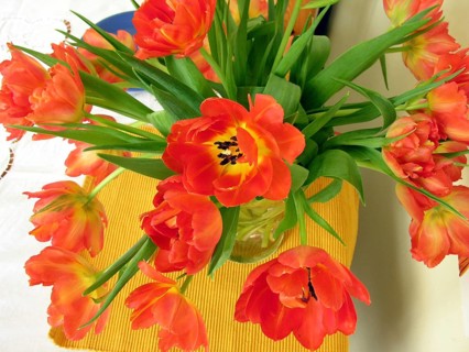 Bouquet of tulips (Tulipan), Germany
