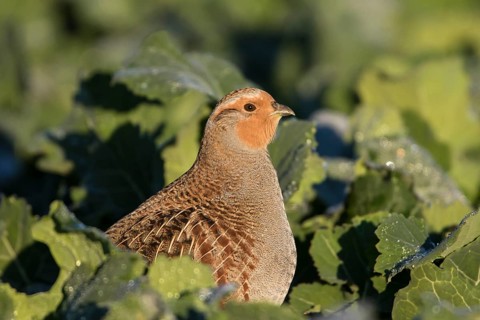 Grey Partridge (Perdix perdix), Thuringia, Germany