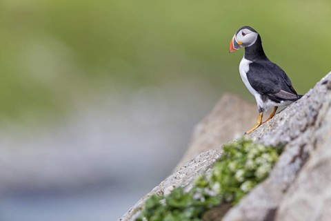 Puffin, Puffin, (Fratercula arctica), Animals, Birds, Puffin, Alk family, Alk, Alken, Varanger