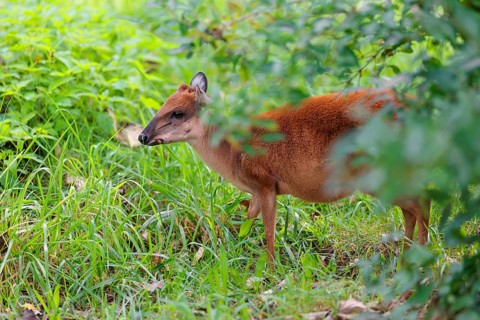A female Red Forest Duiker (Cephalophus natalensis) stands in a green meadow, eating grass and