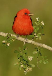 Scarlet Tanager (Piranga olivacea) male, Texas, USA
