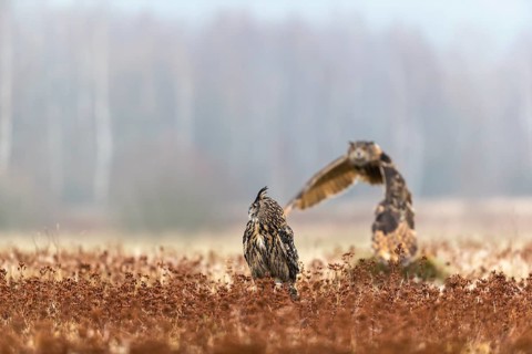 One female Eurasian Eagle Owl, Bubo bubo, sitting on a meadow and a male Eagle Owl flying over it.