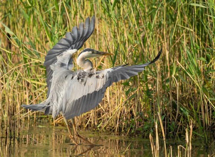 Grey heron (Ardea cinerea) landing in the shallow water zone of a lake, Lower Saxony, Germany