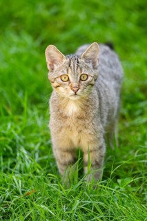 European wildcat (Felis silvestris silvestris) on a meadow, Hesse, Germany