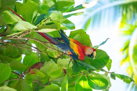 A vibrant Scarlet Macaw perched on a branch in a lush wild almond tree, peeling and eating a fruit.