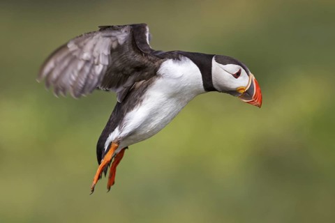 Atlantic Puffin (Fratercula arctica) flying, Farne Islands, United Kingdom