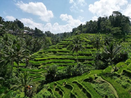 Default, rice terraces in tropical landscape with palm trees and cloudy sky in Bali, aerial view of