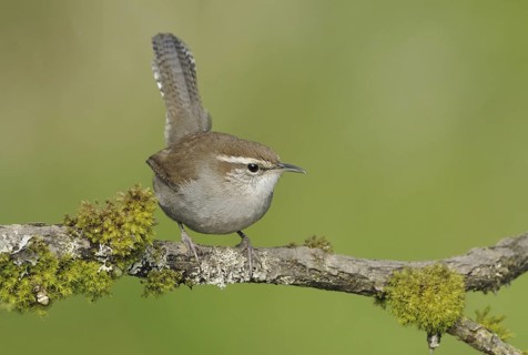Bewick's Wren (Thryomanes bewickii), Canada