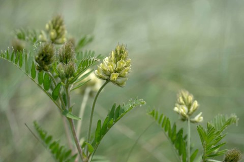 Astragalus cicer, Czech Republic, fabaceae, giggle-bearing, butterflies, tragacanth, Czech