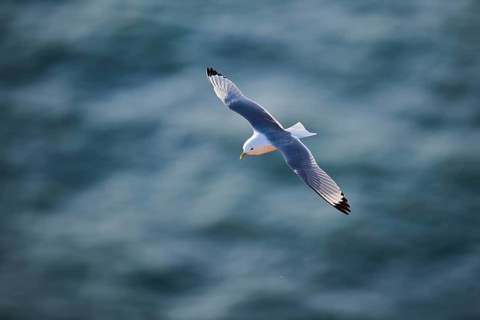 Common gull or sea mew (Larus canus) flying over the sea, wildlife, Helgoland, Germany