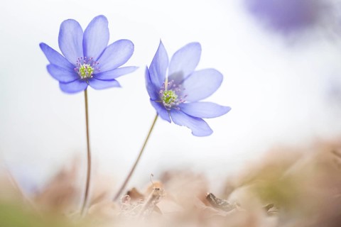 Liverleaf (Hepatica nobilis) close-up of flowering blossoms, Rhineland-Palatinate, Germany