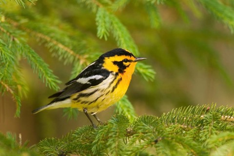 Blackburnian Warbler Dendroica fusca Tamarack, Aitkin County, Minnesota, United States 12 June