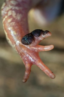 Rutting calluses, estrus calluses, common frog, common frog, nuptial pad, mating calluses, rana