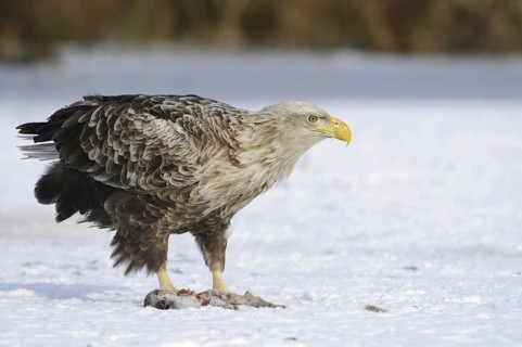 White-tailed Eagle (Haliaeetus albicilla), Mecklenburg-Western Pomerania, Germany