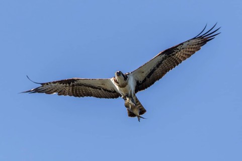 Western Osprey (Pandion haliaetus) flying with fish prey in its claws, Mecklenburg-Western