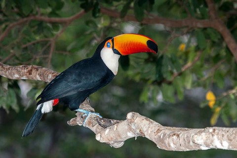 Giant Tucan (Ramphastos toco), Pantanal, Brazil, South America