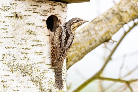 Eurasian wryneck (Jynx torquilla) Germany