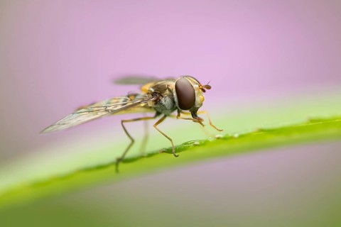 Common hoverfly (Eupeodes corollae) adult insect resting on a leaf in summer, Suffolk, England,