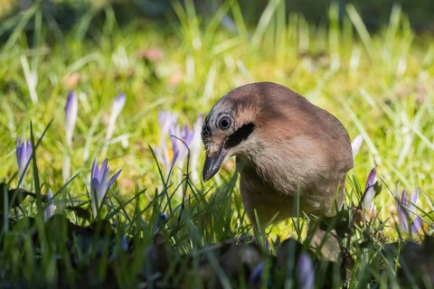 A jay (Garrulus glandarius) looks curiously between purple flowers, crocuses, in a sunny meadow,