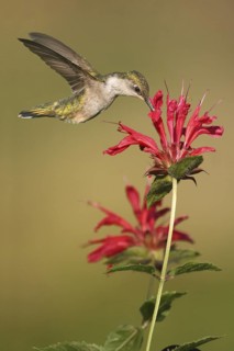 Ruby-throated Hummingbird (Archilochus colubris) flying, Ohio, USA