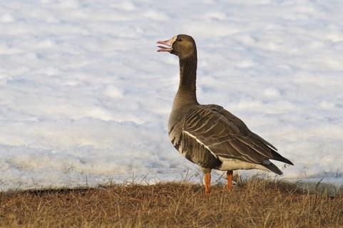 Greater White-fronted Goose (Anser albifrons), Alaska, USA
