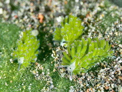 Three green nudibranchs, the ‘Shaun the Sheep' nudibranch (Costasiella kuroshimae), on a sandy