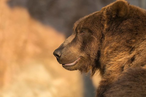 One Kamchatka brown bear (Ursus arctos piscator), portrait in sweet early morning light with a