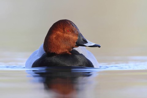 Common Pochard (Aythya ferina) male, North Rhine-Westphalia, Germany