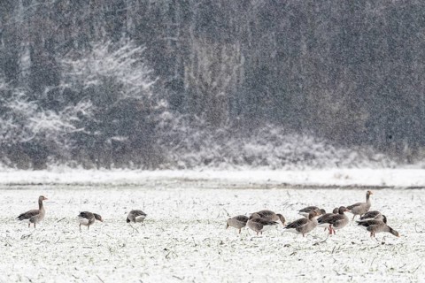 Greylag geese (Anser anser) in the snow, Emsland, Lower Saxony, Germany